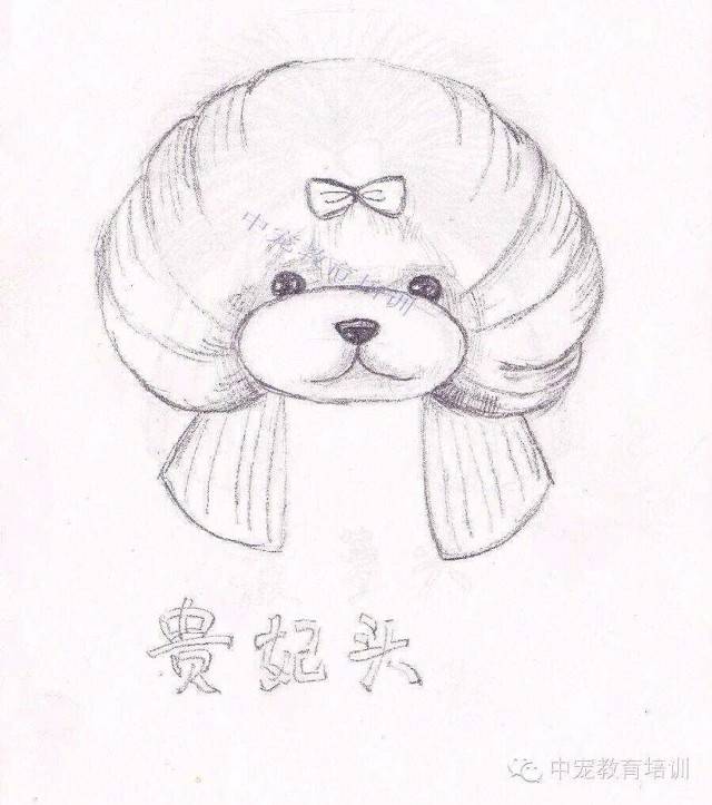 作品展示—0202宠物美容,宠物美容师,厦门宠物美容师培训,厦门