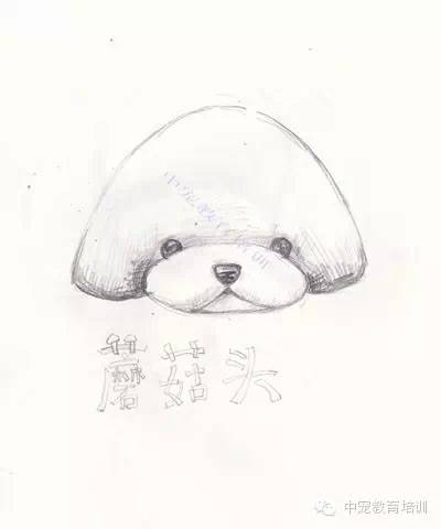 让小伙伴儿们久等啦,2015年泰迪最新造型汇总(二)飞奔而来喽