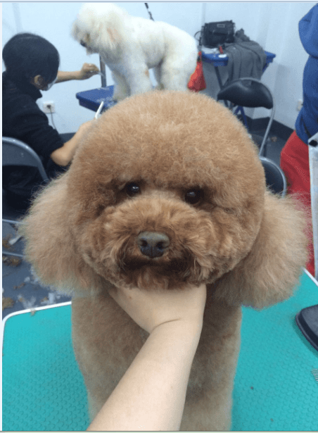 泰迪圆头完成作品